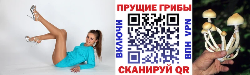 Псилоцибиновые грибы Psilocybe  Великий Устюг 